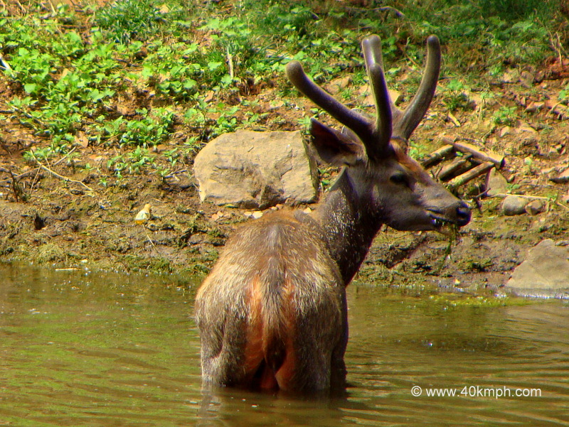 Male Sambar Deer in Pond at Ranthambhore National Park, Sawai Madhopur, Rajasthan, India