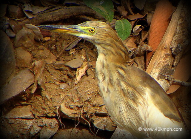 Pond Heron at Ranthambhore National Park, Sawai Madhopur, Rajasthan, India