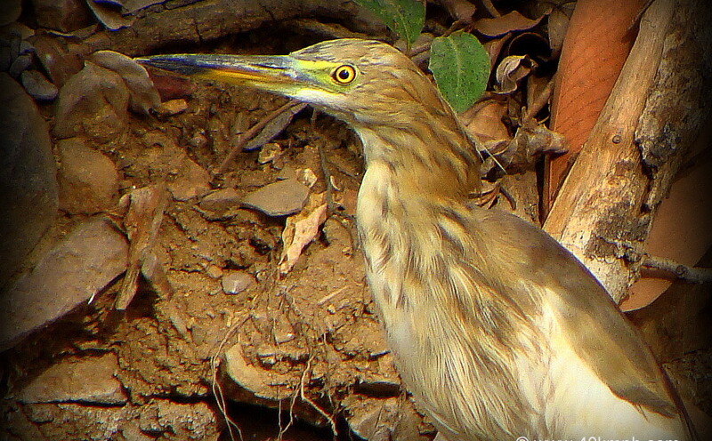 Pond Heron at Ranthambhore National Park, Sawai Madhopur, Rajasthan, India