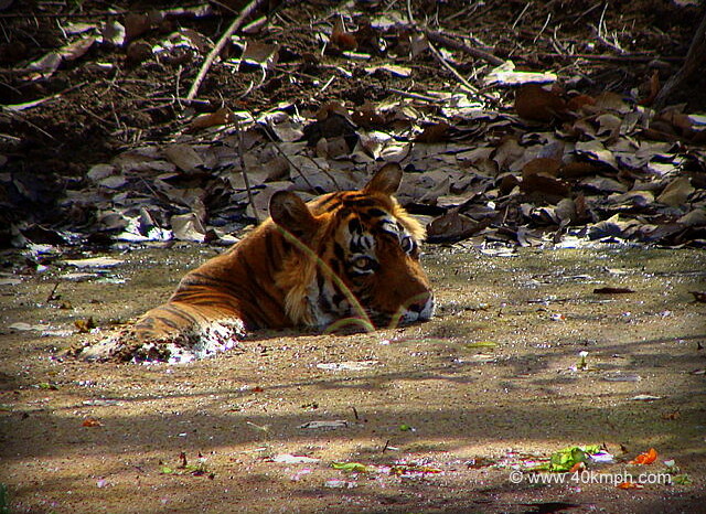 Tiger Resting in Pond, Ranthambhore National Park, Rajasthan, India