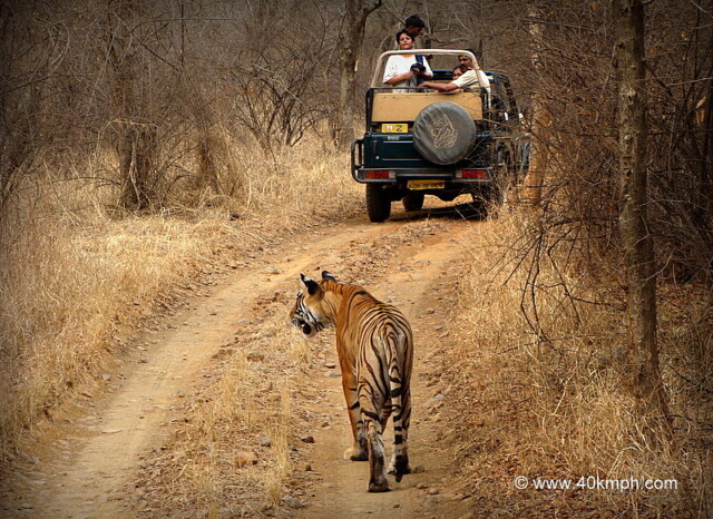 Tigress T39 of Ranthambhore National Park, Rajasthan, India