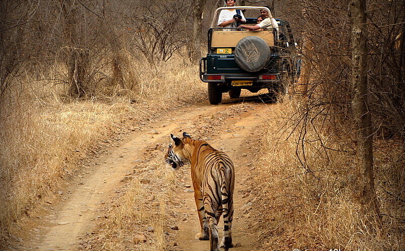Tigress T39 of Ranthambhore National Park, Rajasthan, India