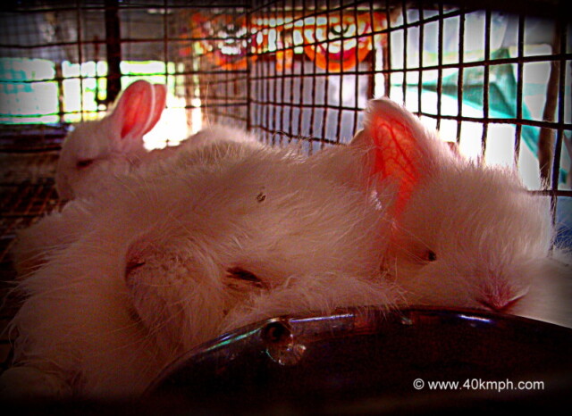 Rabbits Sleeping in Litter Box at Angora Rabbit Farm, Oriya, Mount Abu, Rajasthan, India