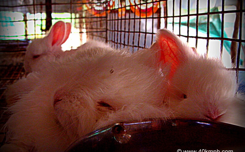 Rabbits Sleeping in Litter Box at Angora Rabbit Farm, Oriya, Mount Abu, Rajasthan, India