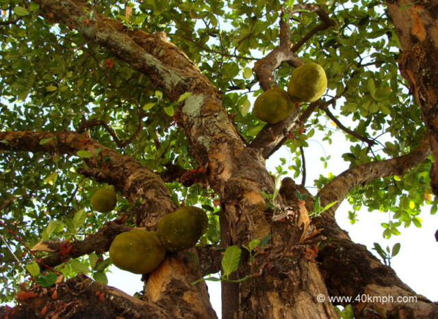 Jackfruit Tree at Shri Raghunathji Temple, Nakki Lake, Mount Abu, Rajasthan, India