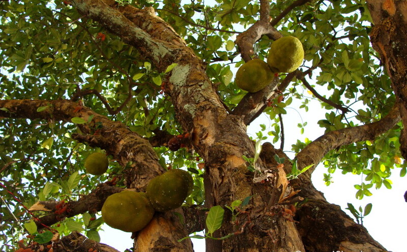 Jackfruit Tree at Shri Raghunathji Temple, Nakki Lake, Mount Abu, Rajasthan, India