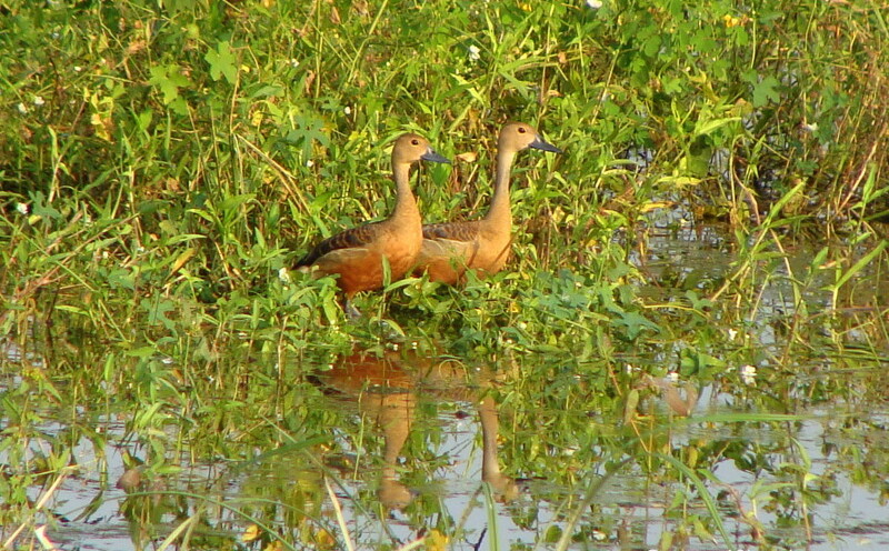 Lesser Whistling Ducks at Keoladeo National Park (also known as Bharatpur Bird Sanctuary), Bharatpur, Rajasthan, India
