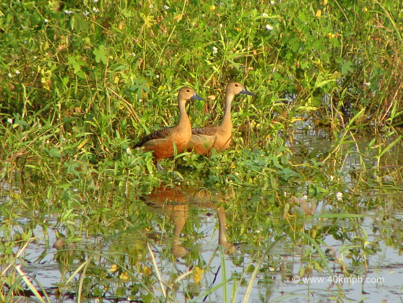 Lesser Whistling Ducks at Keoladeo National Park (also known as Bharatpur Bird Sanctuary), Bharatpur, Rajasthan, India