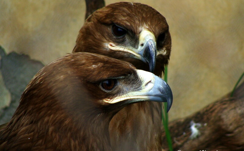 Pair of Steppe Eagles at Bharat Ratna Pt. G.B. Pant High Altitude Zoo, Nainital (Uttarakhand, India)