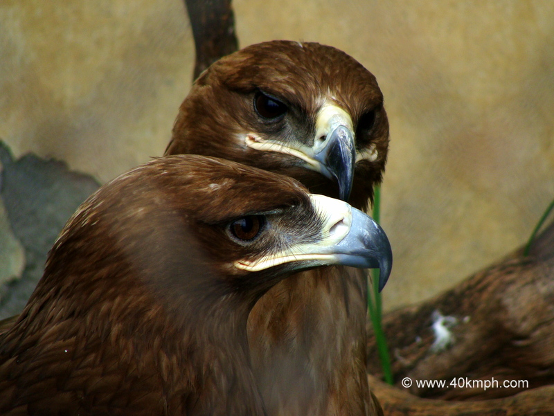 Pair of Steppe Eagles at Bharat Ratna Pt. G.B. Pant High Altitude Zoo, Nainital (Uttarakhand, India)