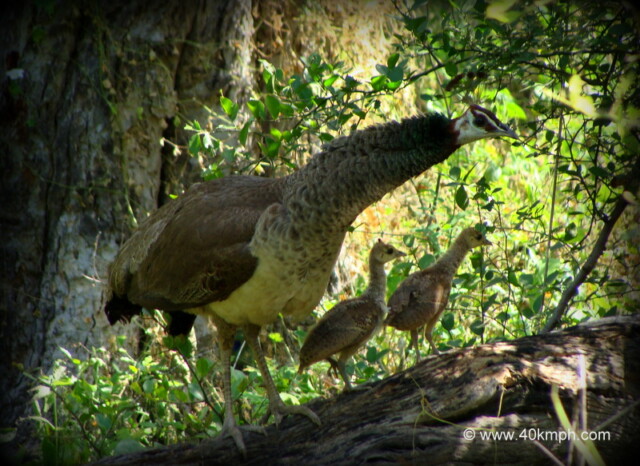 Peahen with Chicks at Keoladeo National Park (also known as Bharatpur Bird Sanctuary), Bharatpur, Rajasthan, India