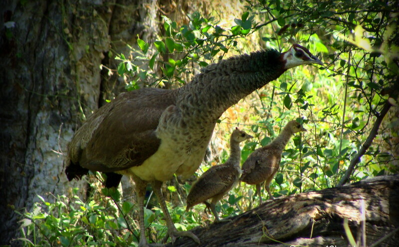 Peahen with Chicks at Keoladeo National Park (also known as Bharatpur Bird Sanctuary), Bharatpur, Rajasthan, India