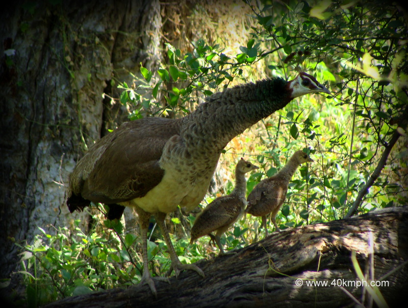 Peahen with Chicks at Keoladeo National Park (also known as Bharatpur Bird Sanctuary), Bharatpur, Rajasthan, India