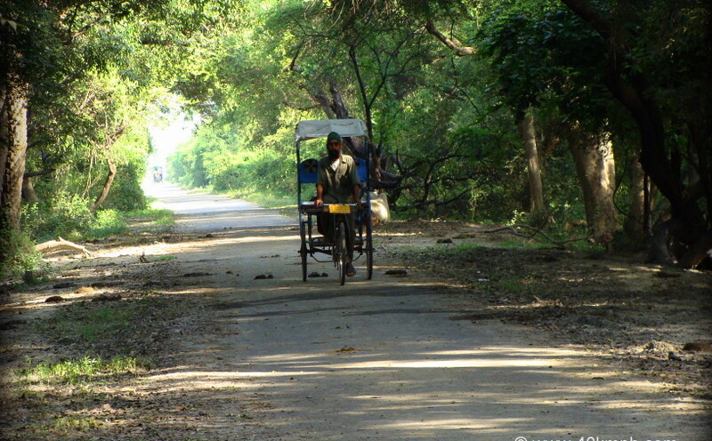 Authorized Sight Seeing Rickshaw at Keoladeo National Park, Bharatpur, Rajasthan, India