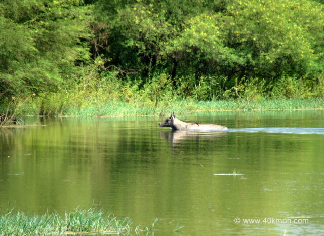 Blue Bull in a Pond at Keoladeo National Park (also known as Bharatpur Bird Sanctuary), Bharatpur, Rajasthan, India