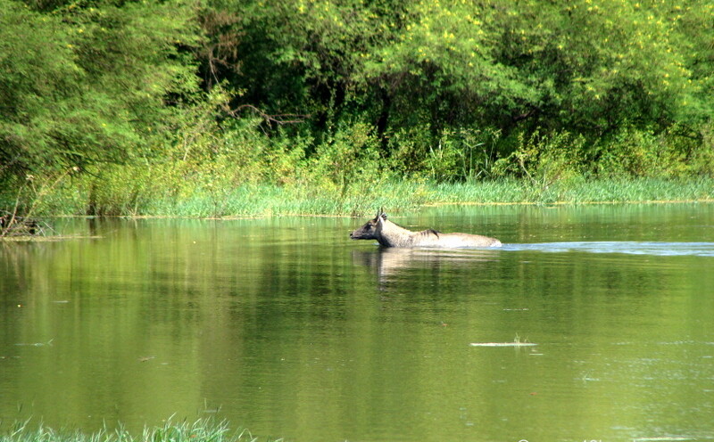 Blue Bull in a Pond at Keoladeo National Park (also known as Bharatpur Bird Sanctuary), Bharatpur, Rajasthan, India