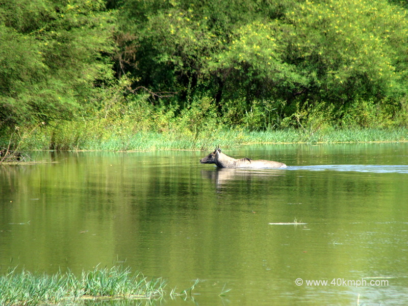 Blue Bull in a Pond at Keoladeo National Park (also known as Bharatpur Bird Sanctuary), Bharatpur, Rajasthan, India