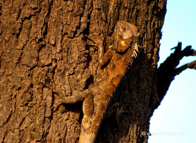 Garden Lizard at Keoladeo National Park (also known as Bharatpur Bird Sanctuary), Bharatpur, Rajasthan, India