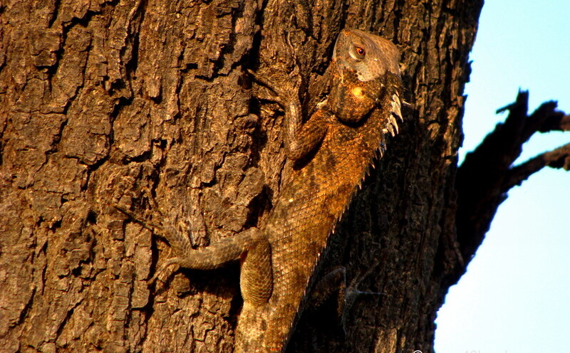 Garden Lizard at Keoladeo National Park (also known as Bharatpur Bird Sanctuary), Bharatpur, Rajasthan, India