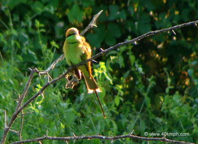 Green Bee-eater at Keoladeo National Park (also known as Bharatpur Bird Sanctuary), Bharatpur, Rajasthan, India