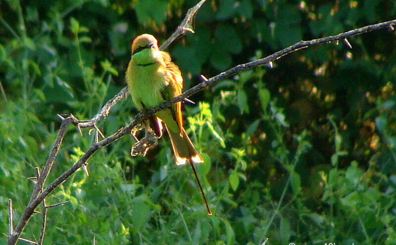 Green Bee-eater at Keoladeo National Park (also known as Bharatpur Bird Sanctuary), Bharatpur, Rajasthan, India