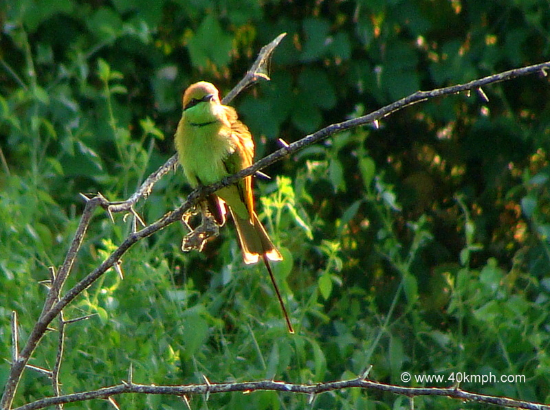 Green Bee-eater at Keoladeo National Park (also known as Bharatpur Bird Sanctuary), Bharatpur, Rajasthan, India