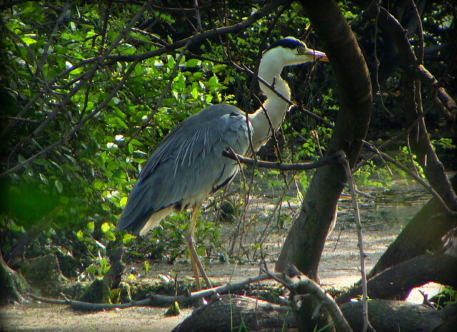 Grey Heron at Keoladeo National Park (also known as Bharatpur Bird Sanctuary), Bharatpur, Rajasthan, India
