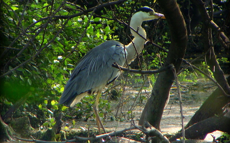 Grey Heron at Keoladeo National Park (also known as Bharatpur Bird Sanctuary), Bharatpur, Rajasthan, India