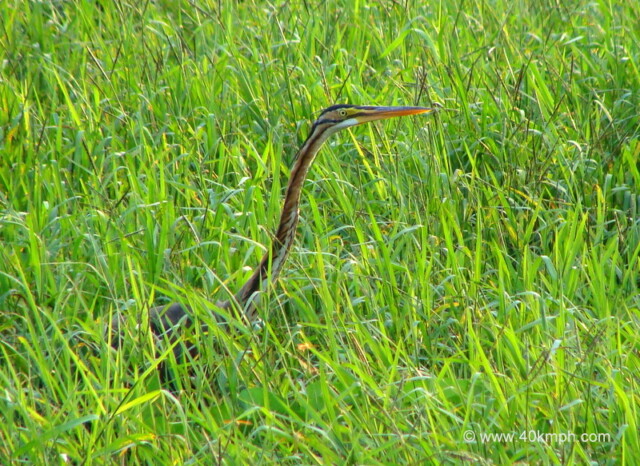 Indian Darter in Grass at Keoladeo National Park (also known as Bharatpur Bird Sanctuary), Bharatpur, Rajasthan, India