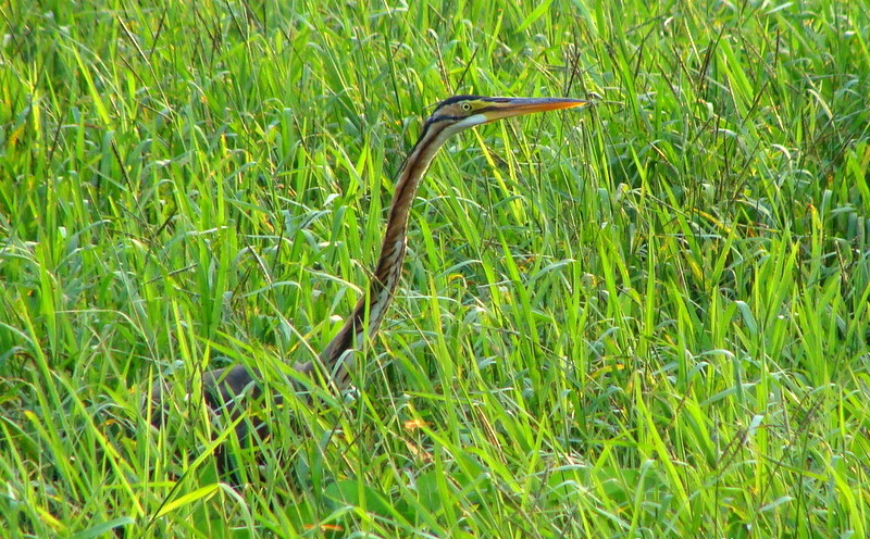 Indian Darter in Grass at Keoladeo National Park (also known as Bharatpur Bird Sanctuary), Bharatpur, Rajasthan, India