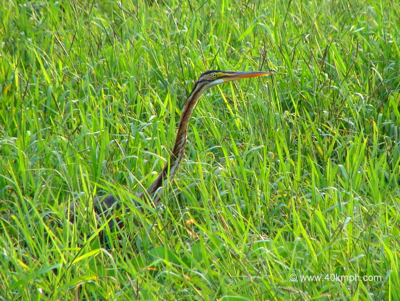 Indian Darter in Grass at Keoladeo National Park (also known as Bharatpur Bird Sanctuary), Bharatpur, Rajasthan, India