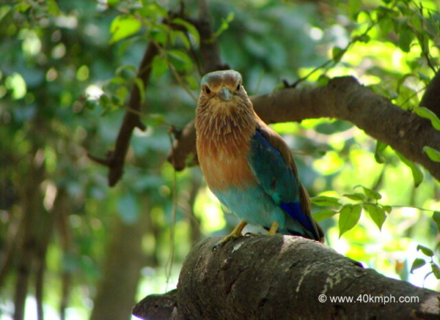 Indian Roller at Keoladeo National Park (also known as Bharatpur Bird Sanctuary), Bharatpur, Rajasthan, India