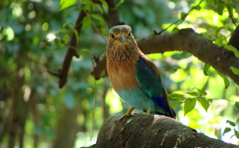 Indian Roller at Keoladeo National Park (also known as Bharatpur Bird Sanctuary), Bharatpur, Rajasthan, India