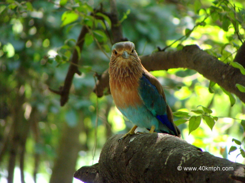 Indian Roller at Keoladeo National Park (also known as Bharatpur Bird Sanctuary), Bharatpur, Rajasthan, India