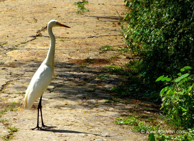 Large Egret at Keoladeo National Park (also known as Bharatpur Bird Sanctuary), Bharatpur, Rajasthan, India