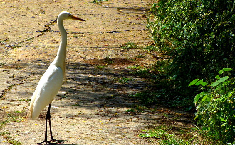 Large Egret at Keoladeo National Park (also known as Bharatpur Bird Sanctuary), Bharatpur, Rajasthan, India