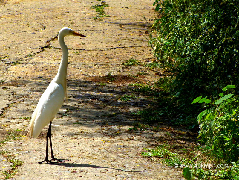 Large Egret at Keoladeo National Park (also known as Bharatpur Bird Sanctuary), Bharatpur, Rajasthan, India