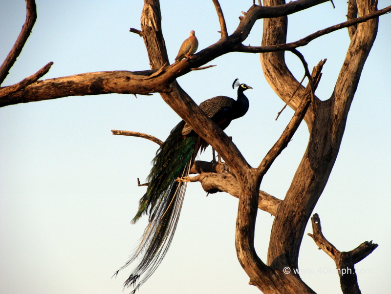 Male Peacock and Little Brown Dove sitting on a Tree at Keoladeo National Park (also known as Bharatpur Bird Sanctuary), Bharatpur, Rajasthan, India