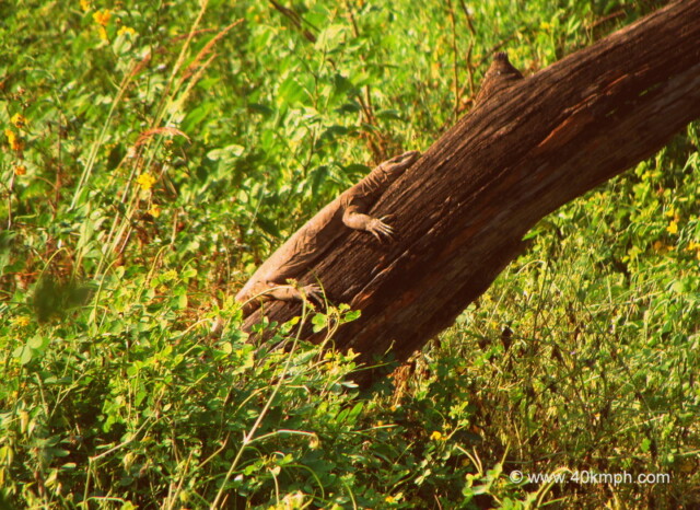 Monitor Lizard Resting on a Tree Trunk at Keoladeo National Park (also known as Bharatpur Bird Sanctuary), Bharatpur, Rajasthan, India