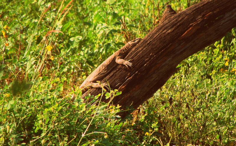 Monitor Lizard Resting on a Tree Trunk at Keoladeo National Park (also known as Bharatpur Bird Sanctuary), Bharatpur, Rajasthan, India