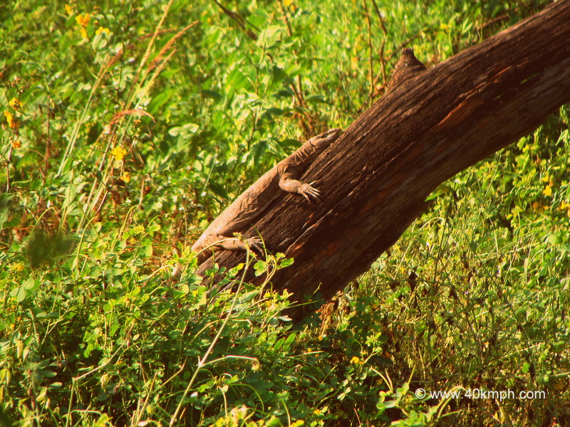 Monitor Lizard Resting on a Tree Trunk