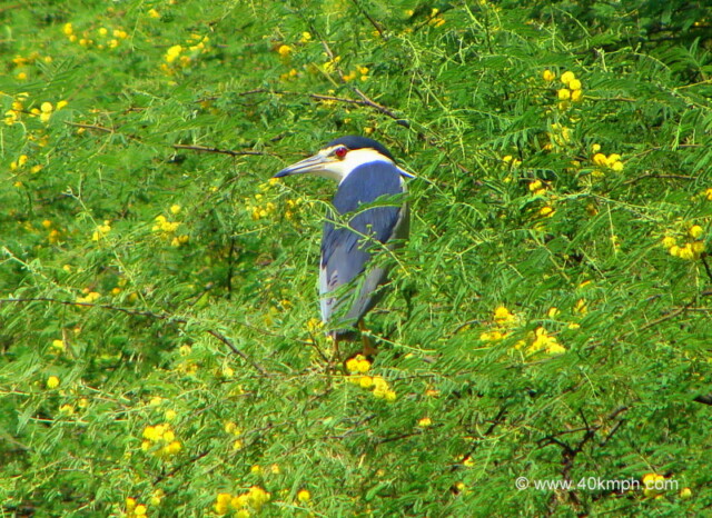 Night Heron at Keoladeo National Park (also known as Bharatpur Bird Sanctuary), Bharatpur, Rajasthan, India