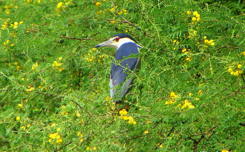 Night Heron at Keoladeo National Park (also known as Bharatpur Bird Sanctuary), Bharatpur, Rajasthan, India