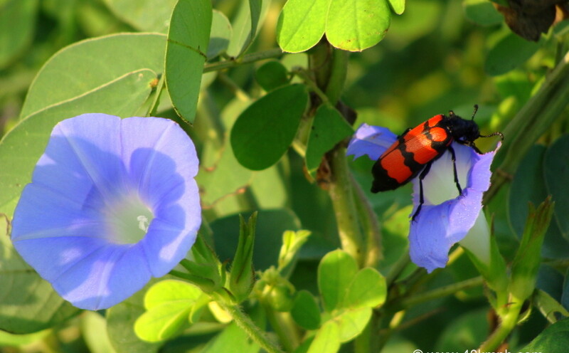 Oil Beetle on a Purple Flower at Keoladeo National Park (also known as Bharatpur Bird Sanctuary), Bharatpur, Rajasthan, India