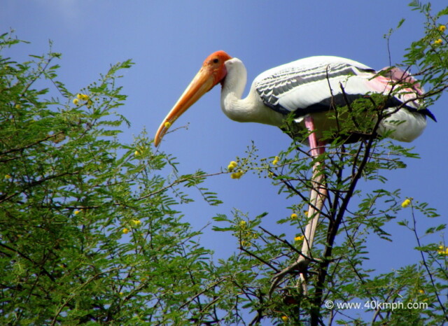 Painted Stork at Keoladeo National Park (also known as Bharatpur Bird Sanctuary), Bharatpur, Rajasthan, India