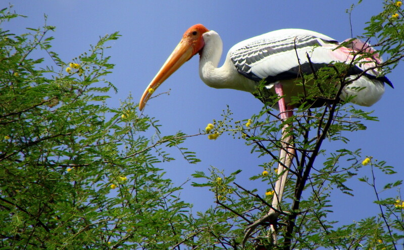 Painted Stork at Keoladeo National Park (also known as Bharatpur Bird Sanctuary), Bharatpur, Rajasthan, India
