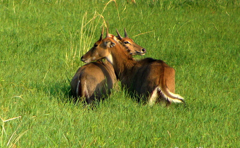 Pair of Sambar Deer at Keoladeo National Park (also known as Bharatpur Bird Sanctuary), Bharatpur, Rajasthan, India