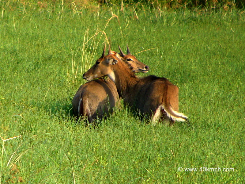 Pair of Sambar Deer at Keoladeo National Park (also known as Bharatpur Bird Sanctuary), Bharatpur, Rajasthan, India