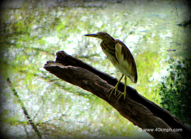 Pond Heron on a Tree Stump at Keoladeo National Park (also known as Bharatpur Bird Sanctuary), Bharatpur, Rajasthan, India