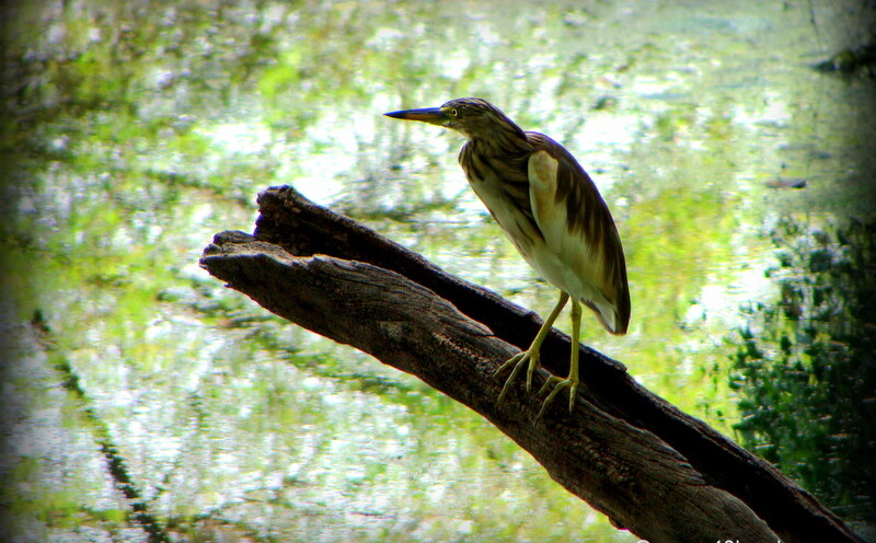 Pond Heron on a Tree Stump at Keoladeo National Park (also known as Bharatpur Bird Sanctuary), Bharatpur, Rajasthan, India